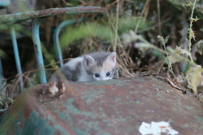 Close-up portrait of cat
