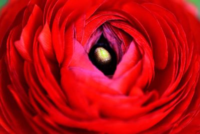 Full frame shot of red flower
