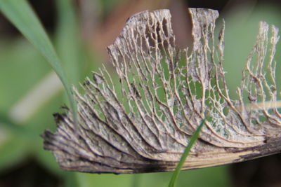 Close-up of dried plant