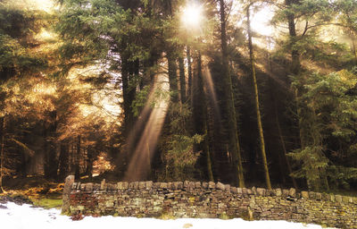 Sunlight through trees in forest during winter