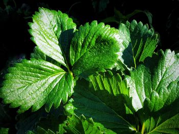 High angle view of leaves on plant