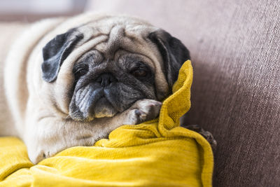 Close-up of a dog