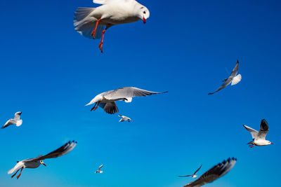 Low angle view of bird flying against clear blue sky