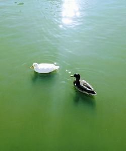 High angle view of ducks swimming on lake