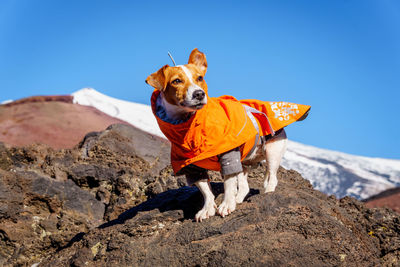 Tsunami the jack russell terrier dog standing on volcanic rock in an orange jacket 