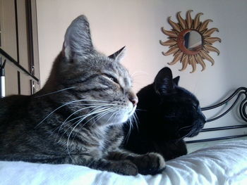 Close-up of cat sleeping on sofa