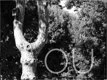 Close-up of tree trunk in forest