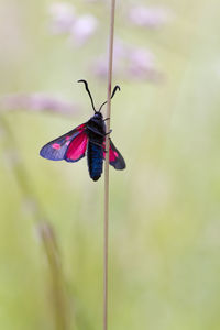 Close-up of butterfly on flower