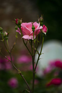 Close-up of pink roses