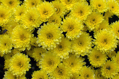 Close-up of sunflowers