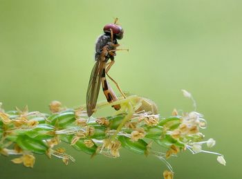 Close-up of insect on flower