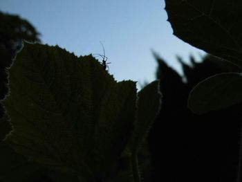 Low angle view of trees against sky