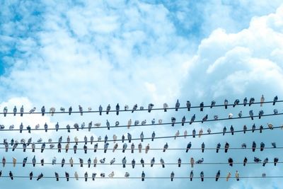 Low angle view of pigeons on cables against cloudy sky