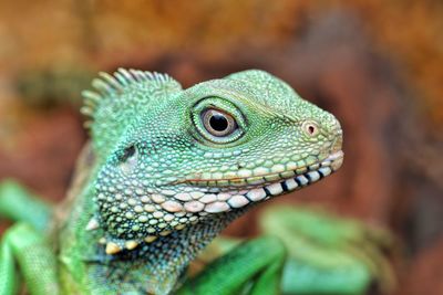 Close-up of lizard