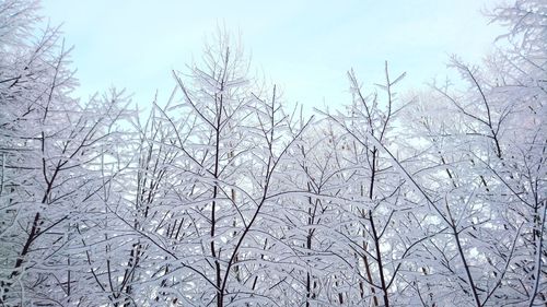 Low angle view of snow covered bare trees against sky