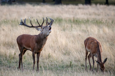 Stag and doe standing at field