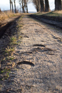 Surface level of road along trees