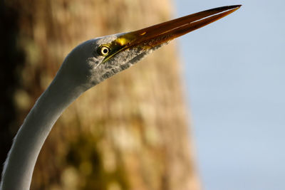 Snowy egret bird close-up with tree trunk brown background