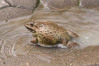 High angle view of crocodile in lake