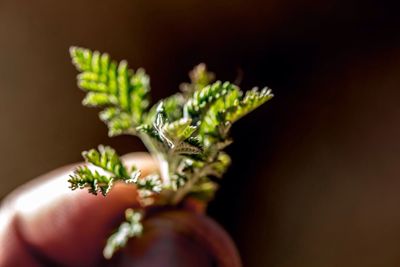 Cropped hand holding leaves