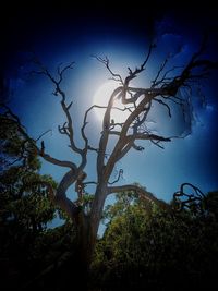 Low angle view of silhouette tree against sky at dusk