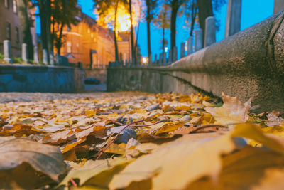 Autumn leaves on street in city