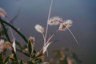 Close-up of dandelion flower against sky