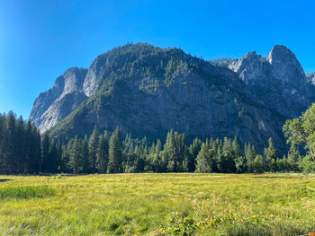 Scenic view of pine trees on field against clear blue sky