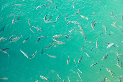 Full frame shot of fish swimming in sea