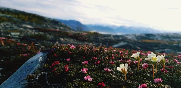 Close-up of flowering plants on field against sky