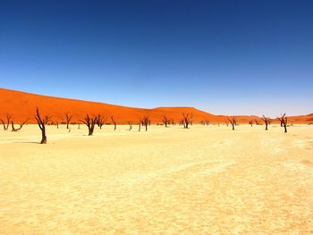 View of dead trees in desert