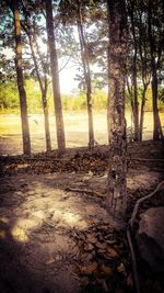 tree