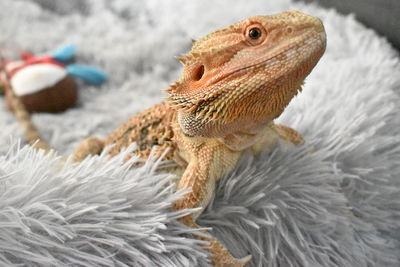 Close-up of a lizard