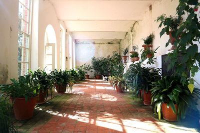 Potted plants in corridor of building