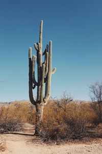 Bare tree in desert against clear blue sky