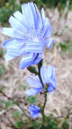 Close-up of purple flowering plant