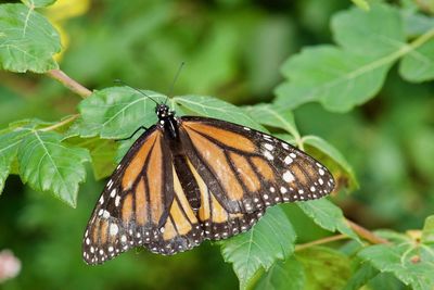 Close-up of butterfly on leaf