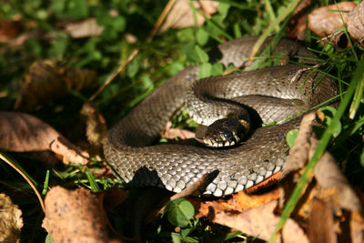 Natrix is a genus of colubrid snakes, grass snakes or water snakes, resting in the sun