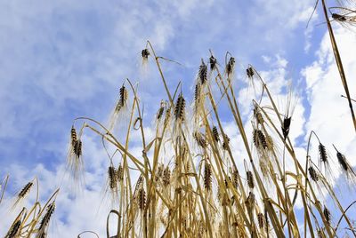 Low angle view of plants against sky