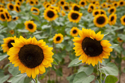 Close-up of sunflower