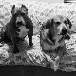 Portrait of dog sitting on bed