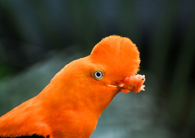 Close-up of a exotic orange bird