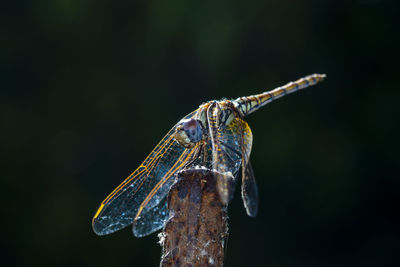 Close-up photo of a dragonfly resting in the shade