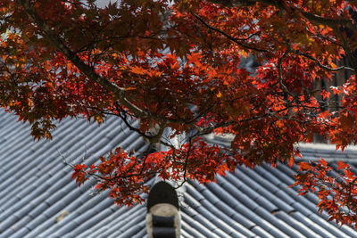 Low angle view of tree against building during autumn