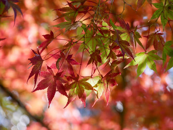 Close-up of maple leaves on tree