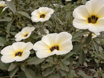 Close-up of white flowers growing outdoors