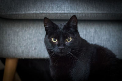 Close-up portrait of black cat on sofa