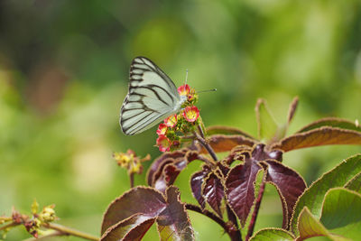 Butterfly pollinating flower