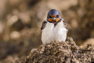 Close-up of bird perching on rock