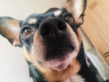 Close-up of dog looking up